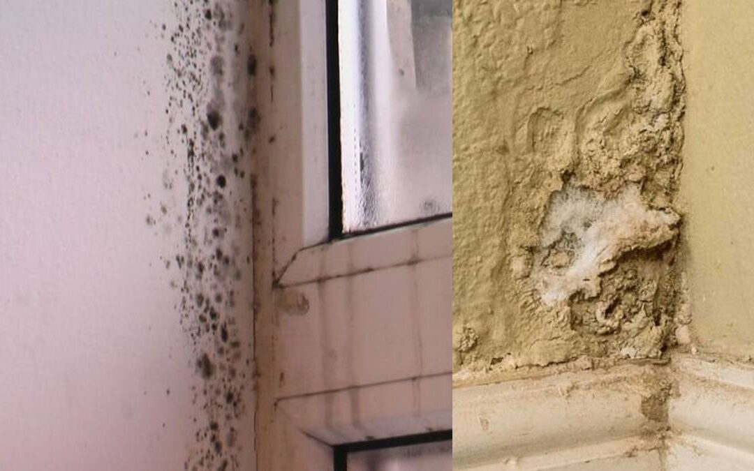 Μούχλα στον τοίχο: Μαύρη μούχλα και επιπτώσεις