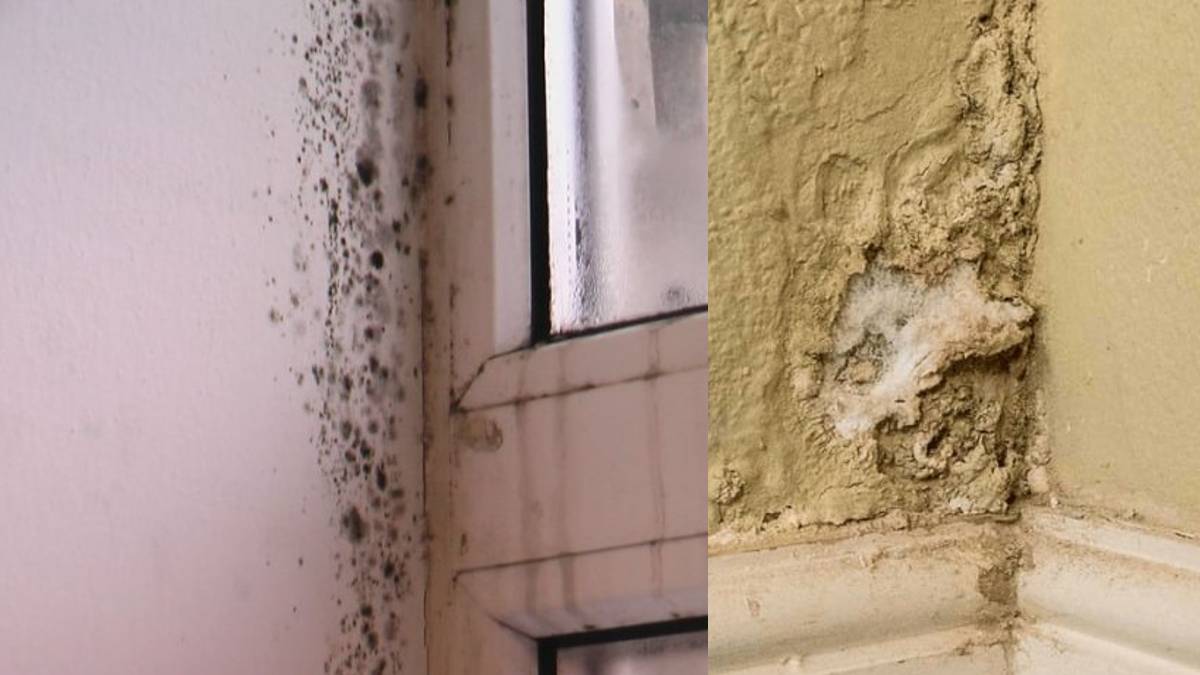 Μούχλα σε εσωτερικό τοίχο σπιτιού με εμφανείς φθορές